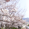 『cherry blossom ❆ 』