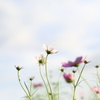 『 in your dream 』