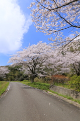 『cherry blossom ❆ 』