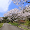 『cherry blossom ❆ 』