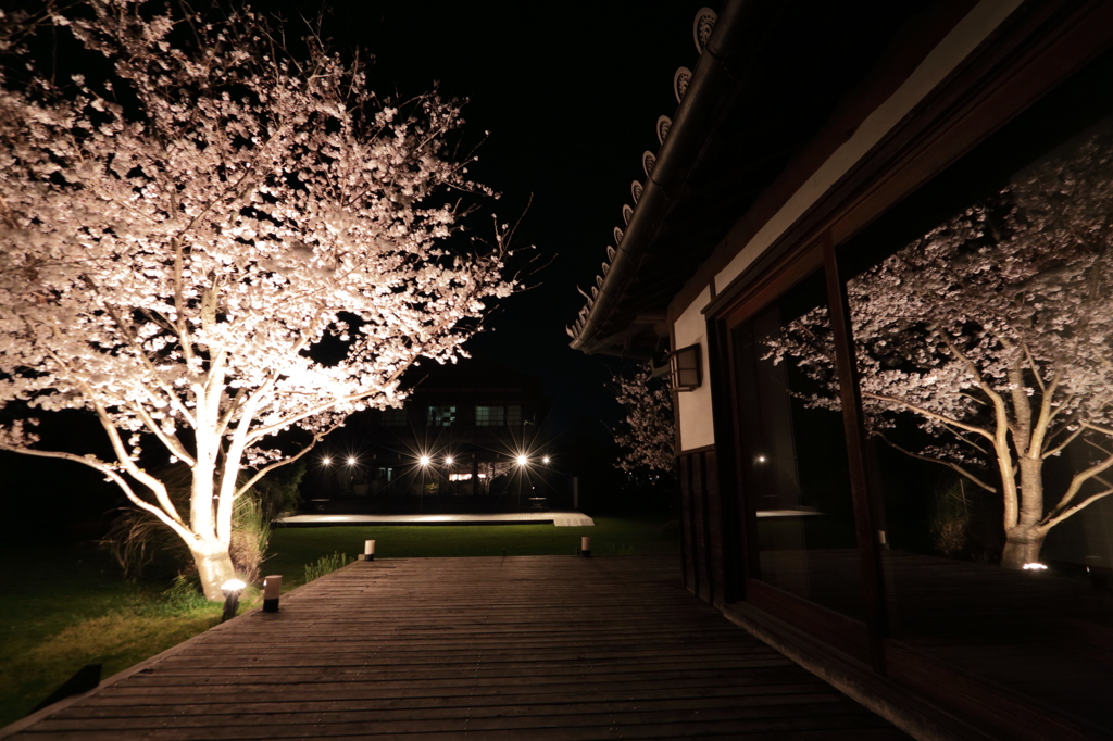 『 桜☆ミラーリング 』