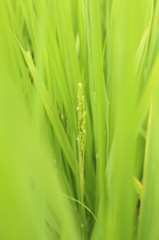 『 夏のカオリ 』