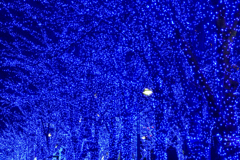 X'mas blue