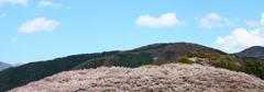 桜の山