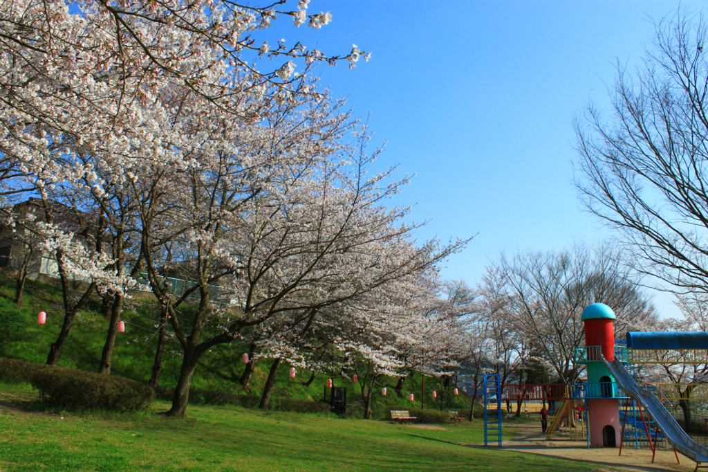 子供の声・晴天・桜