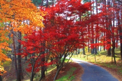 秋の通り道