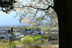 高台の桜