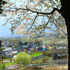 高台の桜