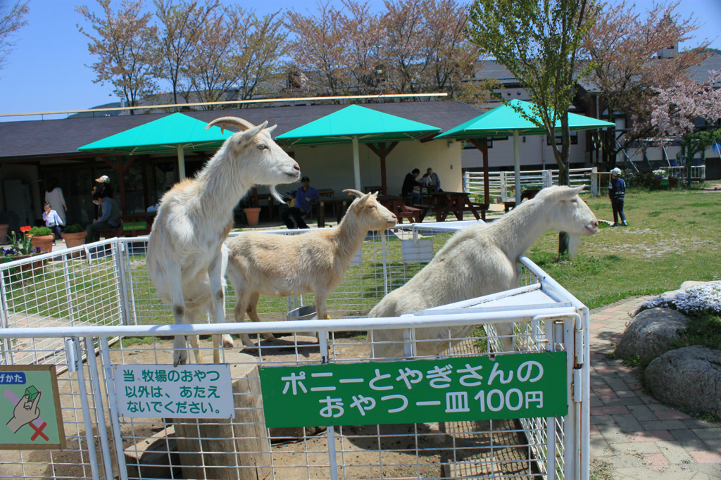 ﾒｪ！メェエ！めぇええ！！