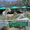ﾒｪ！メェエ！めぇええ！！