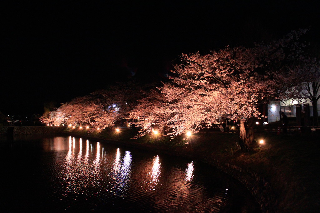 お堀の桜並木