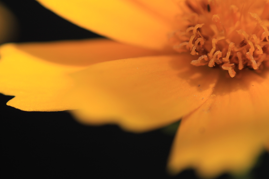 そこらへんの花