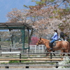 乗馬