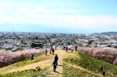 桜の雲海