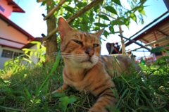 イケメンの猫