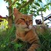 イケメンの猫