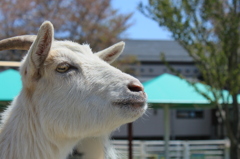 やぎさん