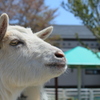 やぎさん