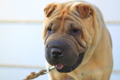 おっさん犬