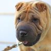 おっさん犬