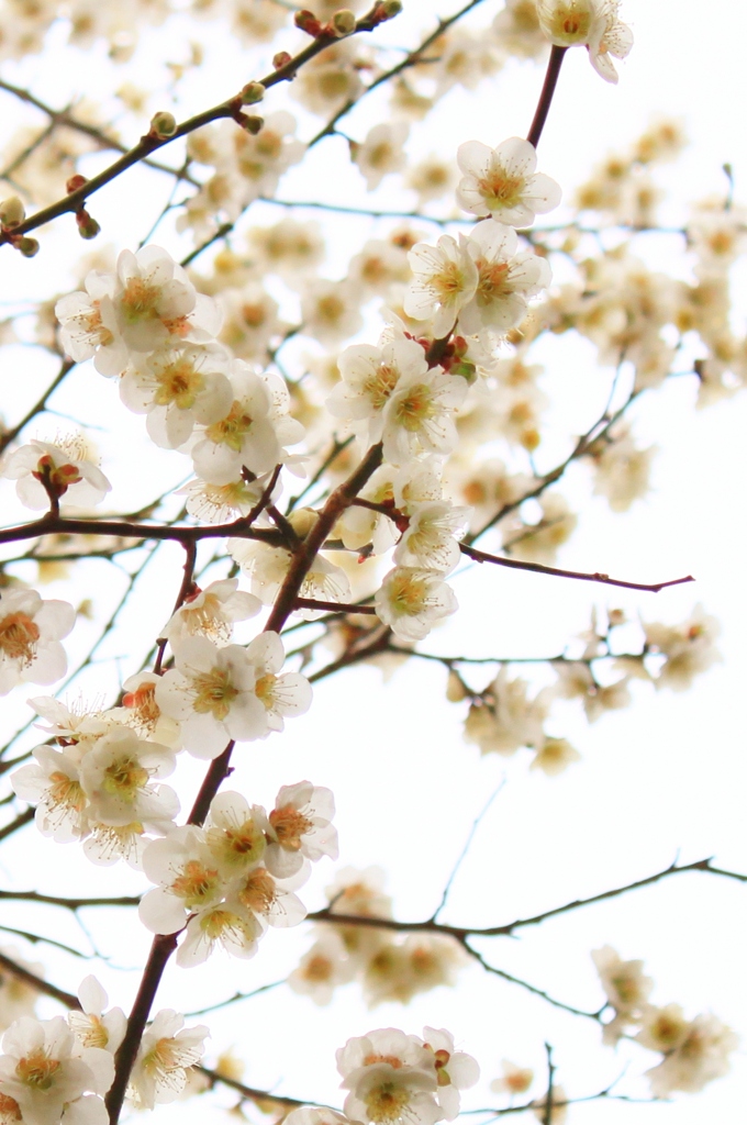 梅の花