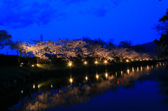 松本城の夜桜会