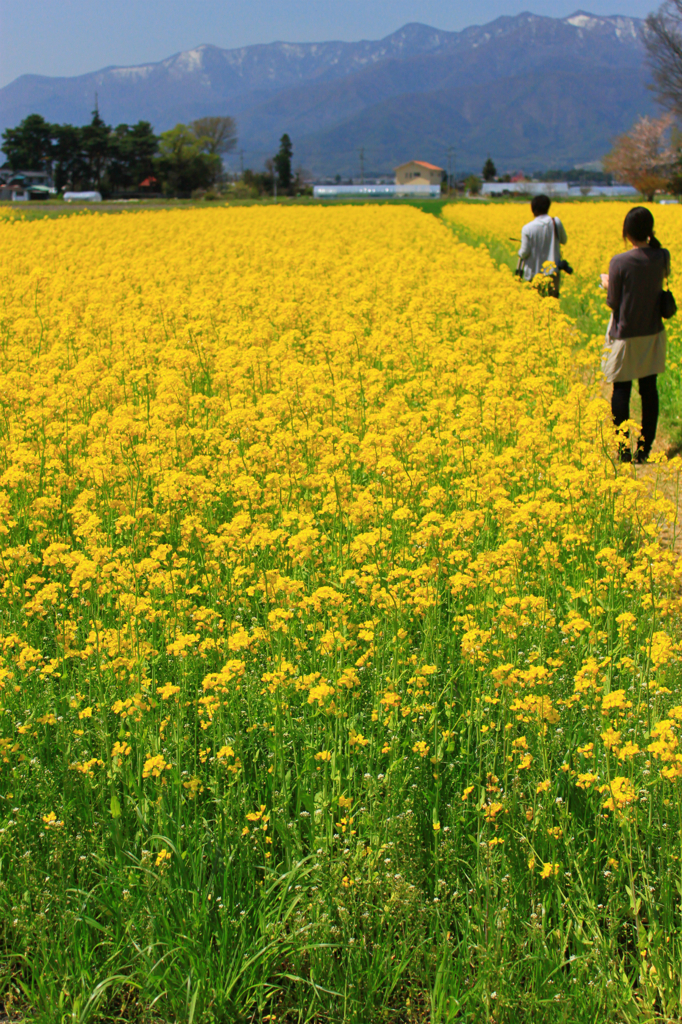 カップルと菜の花