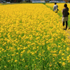 カップルと菜の花