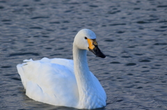 水の滴る良い白鳥