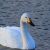 水の滴る良い白鳥