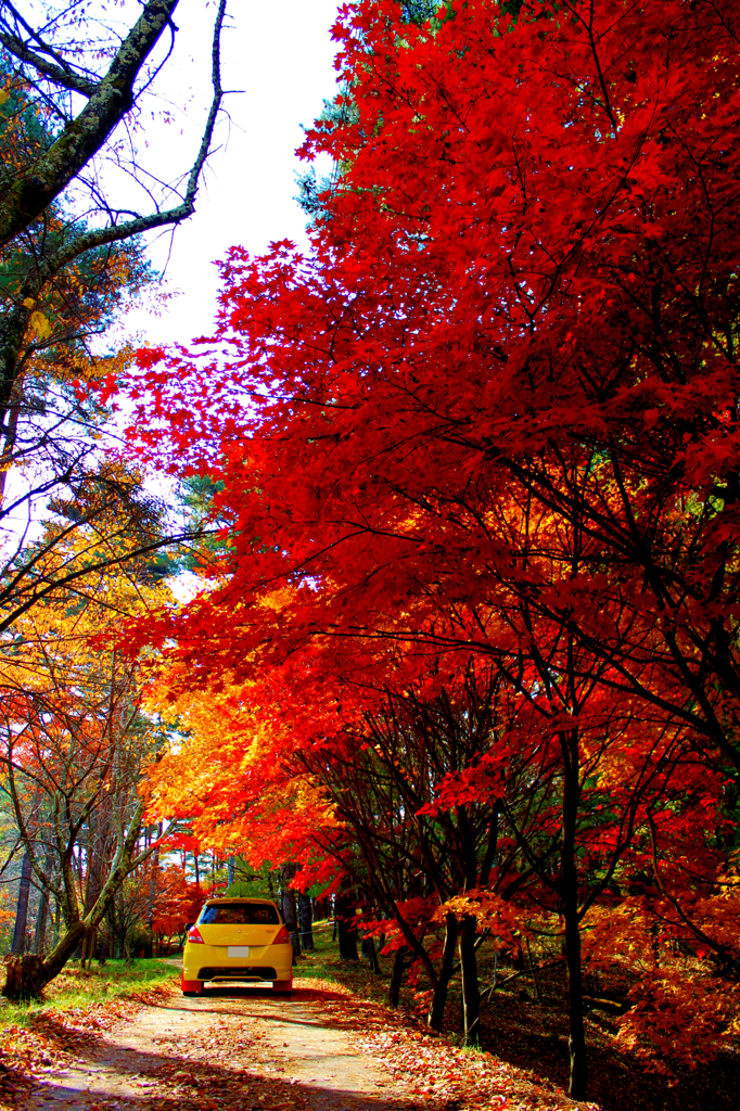 愛車ともみじの紅葉コラボ