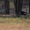カラスグライダー