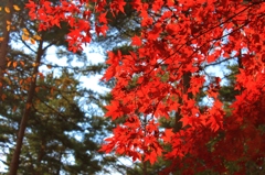 紅葉