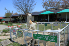 ヤギさんかっけぇっす