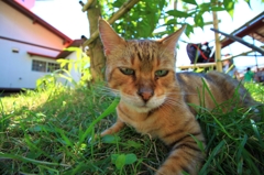 涼し気な猫