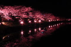 -Sakura Pink- 桜