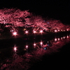 -Sakura Pink- 桜