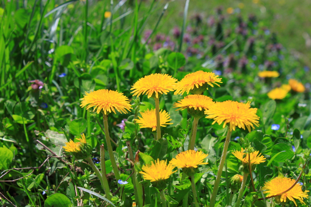 -Dandelion- たんぽぽ