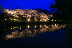 松本城の夜桜会