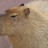 カピバラさん