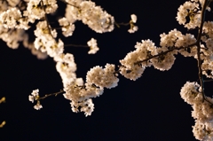 夜桜