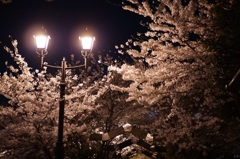 夜桜
