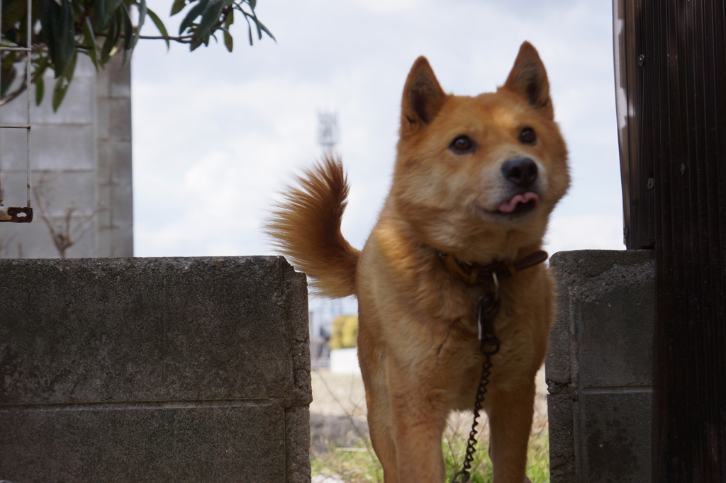 愛犬