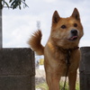 愛犬