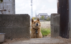 愛犬