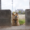 愛犬