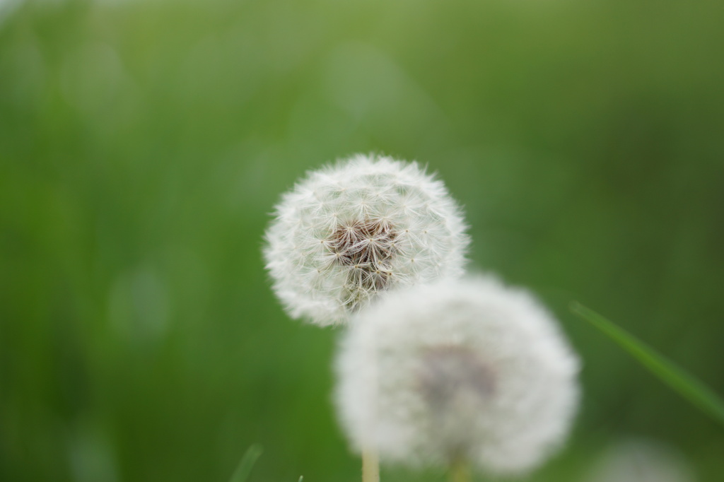 Dandelion Heads
