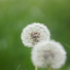 Dandelion Heads