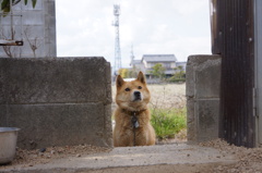 愛犬