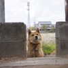 愛犬